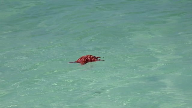 Empty carapace of the dead Cushion Starfish on the ocean surface. Caribbean, Cuba.