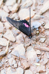 Close-up of colorful butterfly at Iguazu Falls