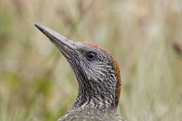 juvenile green woodpecker