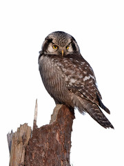 Northern hawk-owl (Surnia ulula)