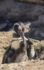 Pinguino de Magallanes con Pichon. 
