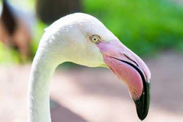 white flamingos at Iguazu Waterfalls