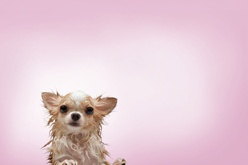 Wet dirty chihuahua dog on pink backgorund