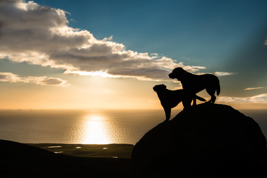 Labrador dogs' silhouette against the sunset sky over the Irish Sea, seen from the Black Combe in the Lake District