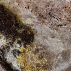 surface of the food product. It is covered with mold. Macro