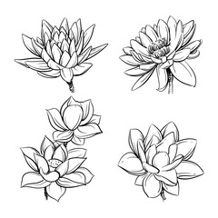 Lotus flowers, Sketch vector illustration, Lotus clip art