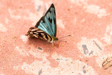 Close-up of colorful butterfly at Iguazu Falls