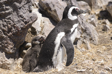 Pinguino de Magallanes con Pichon. 