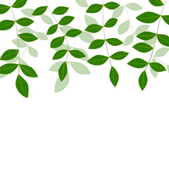 Spring natural fresh green leaves on white  Background. Vector Illustration, clipping mask,  EPS10