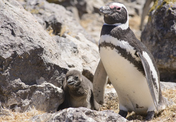Naklejka premium Pinguino de Magallanes con Pichon. 