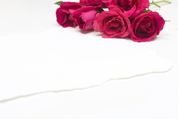 Pink rose flower on teared white paper background