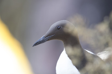 guillemot