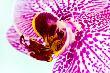Close-up of orchids over white background