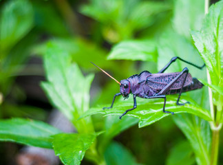 insecte costa rica