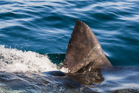 Great White Shark fin cutting the water surface