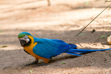 The blue-and-yellow macaw (Ara ararauna), also known as the blue-and-gold macaw