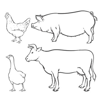 Duck and chicken isolated on a white background, Animal Clip art