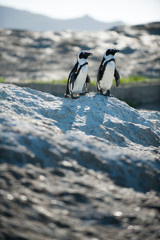 Two Penguins standing on a rock