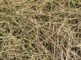 ラフな感じの枯草　背景素材