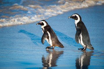 Two penguins walking towards the sea