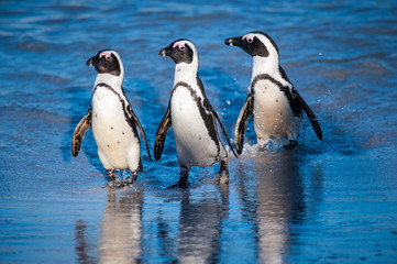 Three penguins walking towards the beach