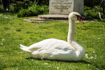 Naklejka premium Elegant Swan on the grass