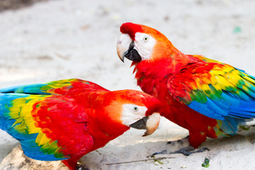 The green-winged macaw at Iguazu falls, Brazil - also known as the red-and-green macaw - large, mostly-red macaw of the Ara genus, native to South America.