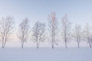 Fototapeta na wymiar Misty morning in a wintry landscape