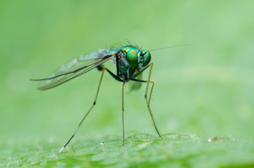 long legged fly on leaf.