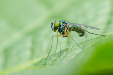 long legged fly on leaf.
