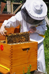 Apiary - beekeeper wtih bees