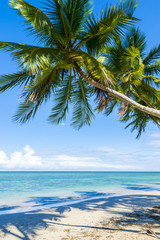 Naklejki  Tropikalna plaża z zakrzywionymi palmami w Bahia, Brazylia