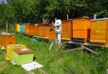 Beekeeper near beehives