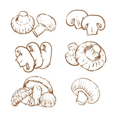 Drawing mushrooms isolated on white background. Mushroom hand dr