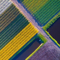 Bulb fields in the Netherlands