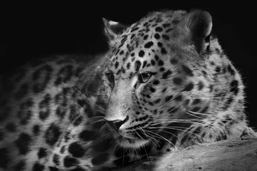 Poster Leopard/Leopard im Zoo in Barnaul, Russland © George