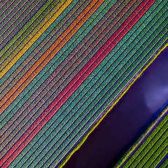 Bulb fields in the Netherlands