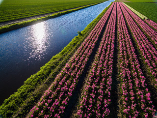 Bulb fields in the Netherlands