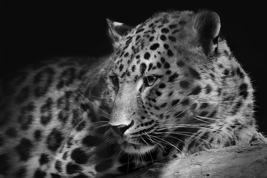 Leopard/Leopard at the zoo in Barnaul, Russia