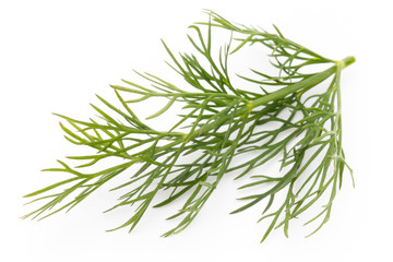 Fresh dill on the white background.