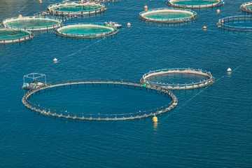 Fish farm in the sea