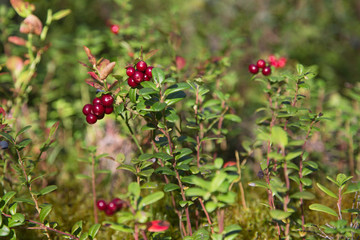 Ripe red berry cranberries in a Sunny wood glade