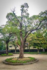 Unknown tree in Jeju Mokgwana, the oldest remaining building in Jeju