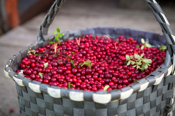 Sweet ripe berry cranberries in basket after harvest