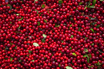 Red berries cranberries dried in the sun after harvest in the fa