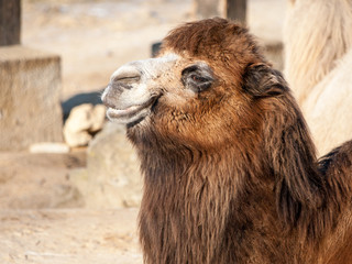 Close-up portrait of Domestic Bactrian Camel, Camelus bactrianus ferus, with long brown fur lying on the ground, native to the steppes of Central Asia