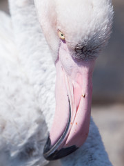 Fototapeta premium Close-up portrait of pink flamingo, Walvis Bay, Namibia, Africa