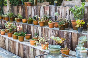 Fototapeta na wymiar various cactus pot on wood shelf in garden