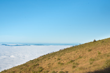 Meadow yellow and white mist.