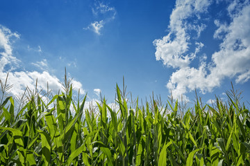 Green cornfield plants against blue sky
